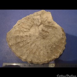 Mantelliceras mantelli