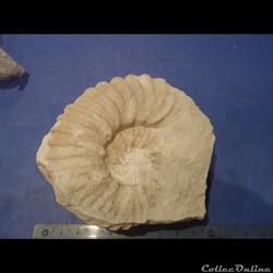 Ammonite indéterminée