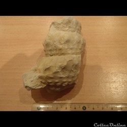 Turrilites sp.