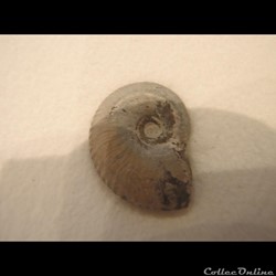 Anahoplites