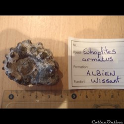 Euhoplites armatus