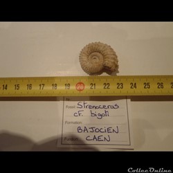 Strenoceras cf. bigoti