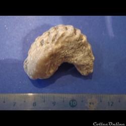 Rastellum diluvianum