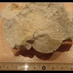 Schloenbachia varians