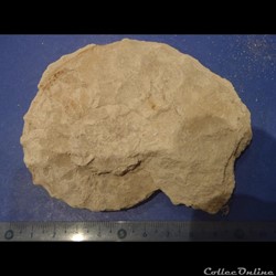 Schloenbachia varians