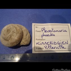 Pleurotomaria phaedra