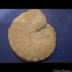 Schloenbachia varians