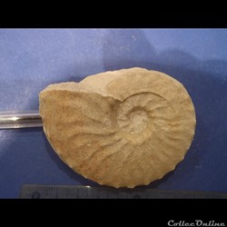 Schloenbachia varians