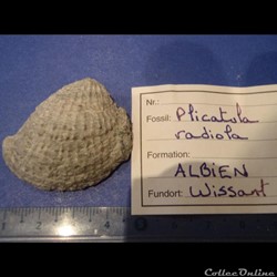 Plicatula radiola 5