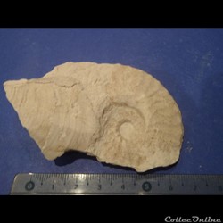 Schloenbachia varians