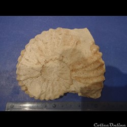 Calycocéras