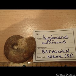 Morphoceras multiformis
