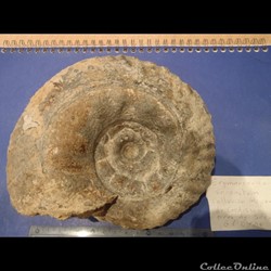 Erymnoceras coronatum