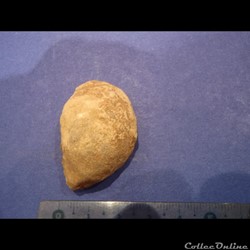 Bivalve indéterminé