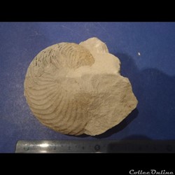 Cymatoceras