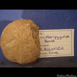 Pygurus tenuis