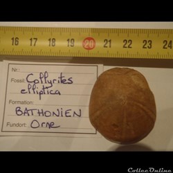 Collirytes elliptica