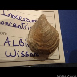 Inoceramus concentricus