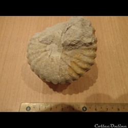 Mantelliceras mantelli