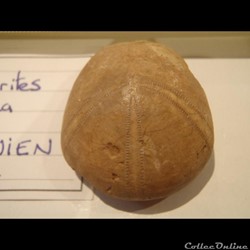 Collirytes elliptica