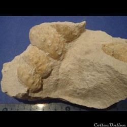 Turrilites sp.