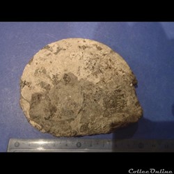 Ammonite indéterminée 21