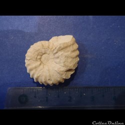 Mantelliceras mantelli