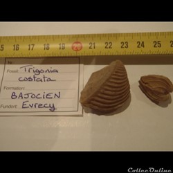 Trigonia costata