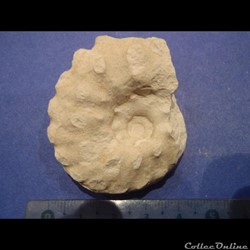 Schloenbachia varians