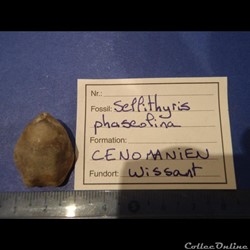 Sellithyris phaseolina
