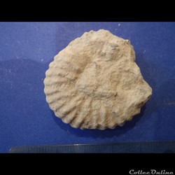 Mantelliceras mantelli