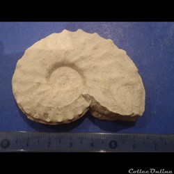 Schloenbachia varians