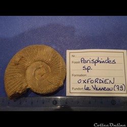 Perisphinctes sp.