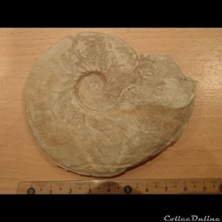 Schloenbachia varians