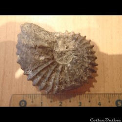 Mantelliceras mantelli