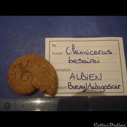 Cleoniceras besarei 8