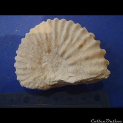 Mantelliceras mantelli
