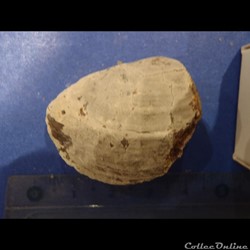 Bivalve indéterminé