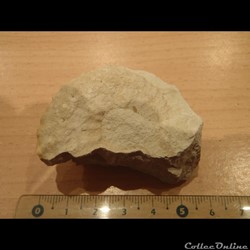 Mantelliceras mantelli