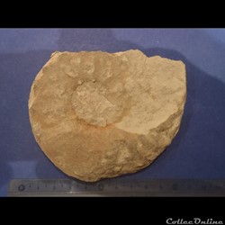 Schloenbachia varians