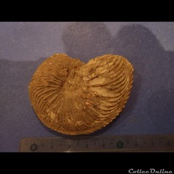 cardiocéras