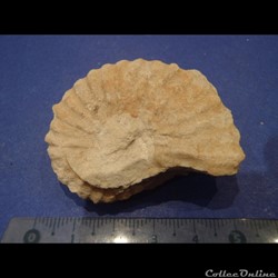 Mantelliceras mantelli