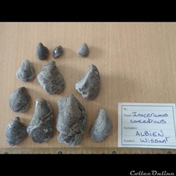 Inoceramus concentricus
