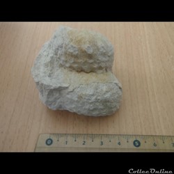 Turrilites sp.