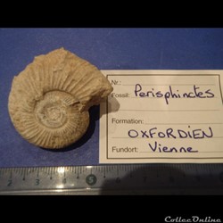 Perisphinctes sp.