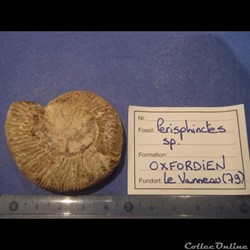 Perisphinctes sp.
