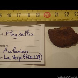 Pleydellia