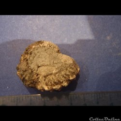 Ammonite indéterminée 22