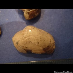Nuculana ovata