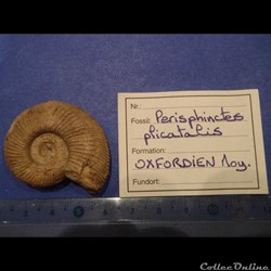 Perisphinctes plicatalis